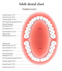 Adult Tooth Chart