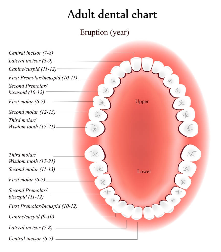 Denture Tooth Chart