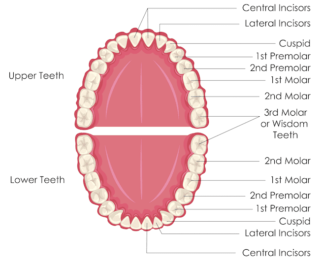 Labelled Diagram Of A Tooth